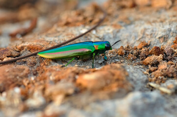 Chrysochroa in tropical Phuket. Macro photo of a green beetle.