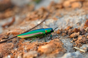 Chrysochroa in tropical Phuket. Macro photo of a green beetle.
