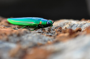 Chrysochroa in tropical Phuket. Macro photo of a green beetle.
