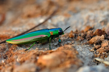 Chrysochroa in tropical Phuket. Macro photo of a green beetle.