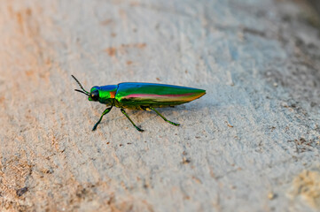 Chrysochroa in tropical Phuket. Macro photo of a green beetle.