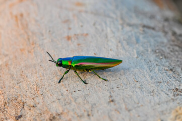 Chrysochroa in tropical Phuket. Macro photo of a green beetle.