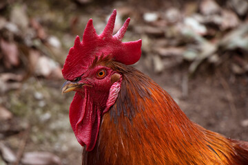 hen and rooster image in a jungle background