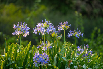 Blue agapanthus or African lily of nile flower is blooming in summer season for ornamental garden