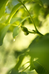 Młode orzechy włoskie, wzrost i dojrzewanie. © Blaszko