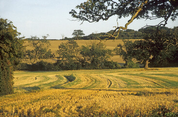 Horizontal image of an English farmland landscape after wheat crop harvest. Trees and hedgerows. blue sky. Location North Bedfordshire UK