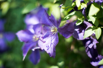 Powojnik kwiaty. © Blaszko