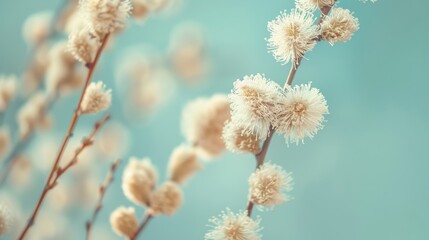 Blooming fluffy willow branches in spring on nature macro with soft focus