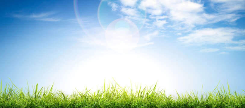 A bright fresh sunny spring, summer blue sky background with white fluffy clouds and lush green grass in the foreground.