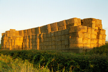 horizontal image of wheat straw. Heston Bales stacked in an agricultural field. location North Bedfordshire 1998