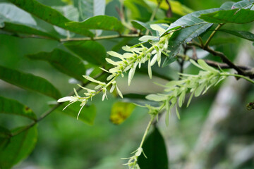 Pterocarya tonkinensis (yue nan feng yang, Tonkin Wingnut, Pterocarya stenoptera). This tree is of the Juglandaceae or walnut family