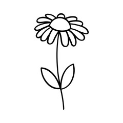 Daisy Hand Drawn Outline
