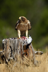 aguila calzada con una presa entre las garras