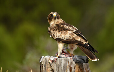 aguila calzada con una presa entre las garras