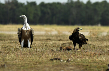 aguila imperial en la sierra abulense