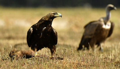 aguila imperial en la sierra abulense