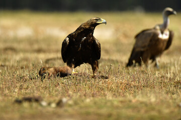 aguila imperial en la sierra abulense