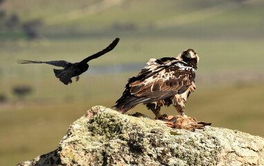 aguila imperial en la sierra abulense