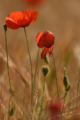 amapolas en primavera