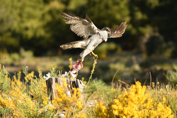 azor con presa en el campo en primavera