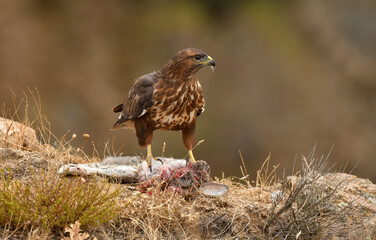 aguila ratonero en la sierra abulense.Avila,España