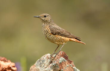 roquero rojo hembra en la sierra de gredos