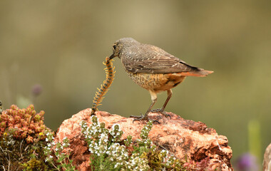 roquero rojo hembra en la sierra de gredos
