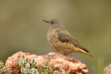 roquero rojo hembra en la sierra de gredos