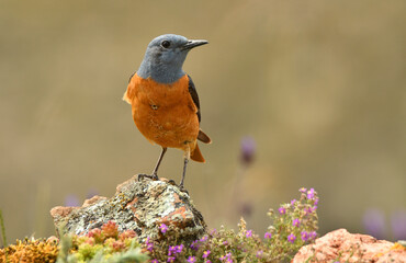 Roquero rojo macho en la sierra de gredos