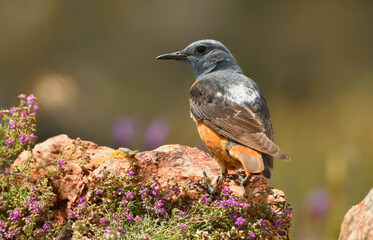 Roquero rojo macho en la sierra de gredos