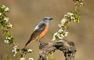 Roquero rojo macho en la sierra de gredos