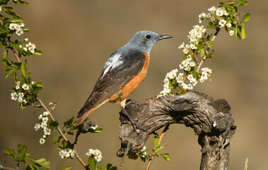 Roquero rojo macho en la sierra de gredos