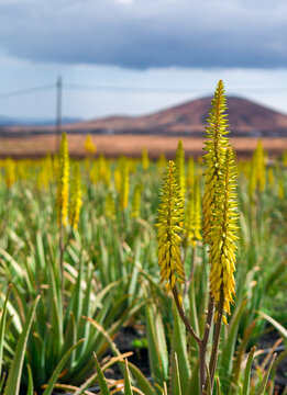 Aloe Vera Bl&uuml;te