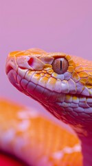 A snakes close-up view on a vibrant pink background