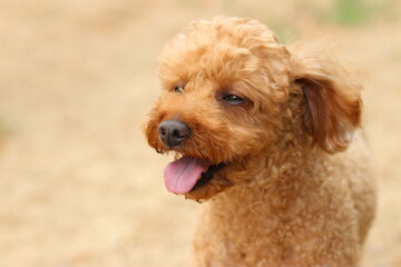 귀여운 강아지와 산책