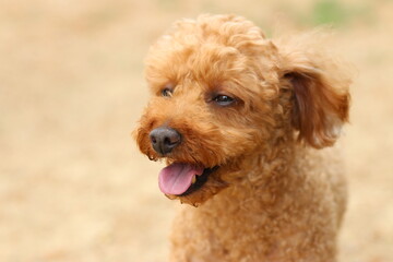 귀여운 강아지와 산책