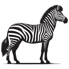 Obraz premium Graphical set of zebra isolated on white background, vector illustration