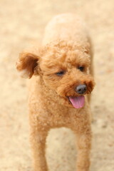 귀여운 강아지와 산책