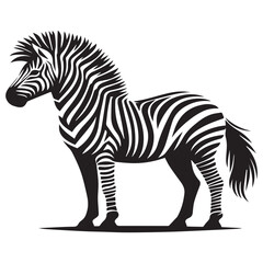Obraz premium Graphical set of zebra isolated on white background, vector illustration