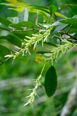 Pterocarya tonkinensis (yue nan feng yang, Tonkin Wingnut, Pterocarya stenoptera). This tree is of the Juglandaceae or walnut family