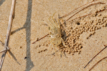 Little yellow crab on the beach of Phuket island