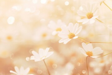 Daisy pattern bokeh effect background backgrounds outdoors blossom.