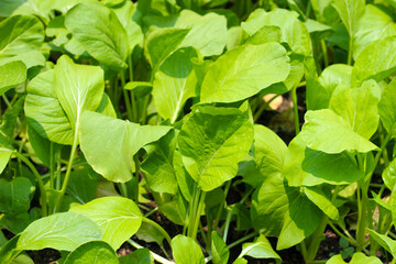 Green choy planting in vegetable plot