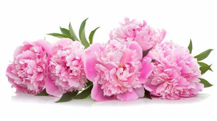 Pink peonies in full bloom on a white background.

