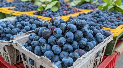 A bunch of freshly picked blueberries.

