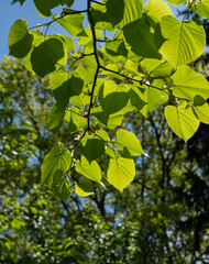 Bright green linden leaves grow on branches of Tilia caucasica tree against blue sky. Blue sky through foliage of linden tree glowing in  sun. Selective focus. Nature concept for design.