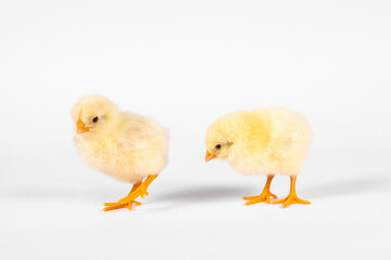 Chicken yellow baby couple isolate on white background.