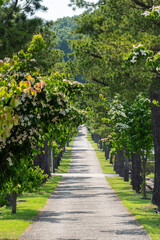 푸른 나뭇잎과 가로수 길