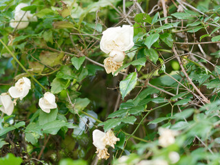 some white roses now faded