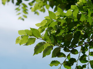 beautiful green foliage of trees in spring